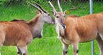 Lehigh Valley Zoo Welcomes Pair of New Elands