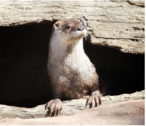 Photo of river otter Piper
