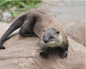 Photo of river otter Piper