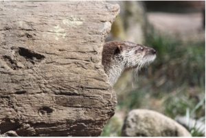 Photo of river otter Piper