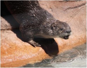 Photo of river otter Piper