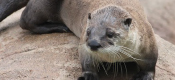 Thumbnail image for "New Otter, Who Dis?" blog post