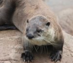 New Otter, Who Dis? Introducing Piper!