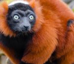 Red Ruffed Lemur