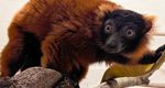 LVZoo Announces Arrival of Two Red Ruffed Lemurs