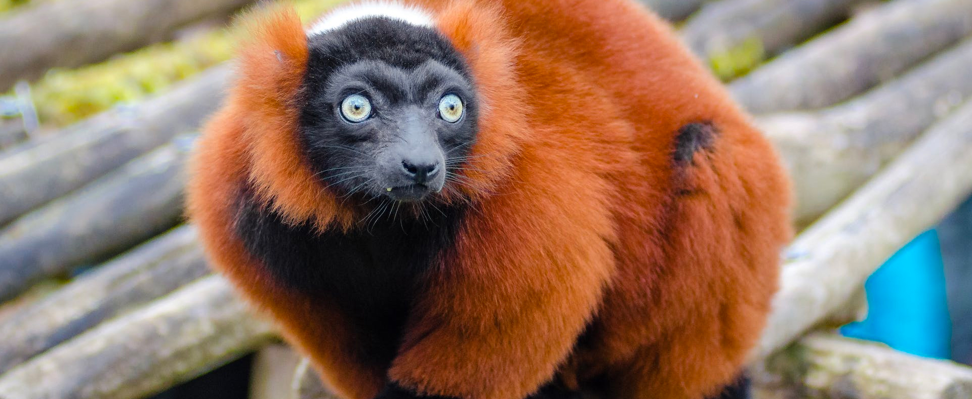 Red Ruffed Lemur - Lehigh Valley Zoo