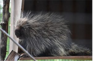 Photo of Gavin, the North American porcupine