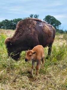 Photo: Bison calf standing in front of its mother