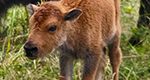County of Lehigh and LV Zoo Welcome Baby Bison