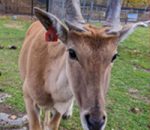Meet the Lehigh Valley Zoo’s Ungulates!