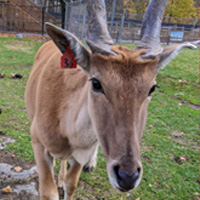 Thumbnail image for "Meet the Lehigh Valley Zoo’s Ungulates!"