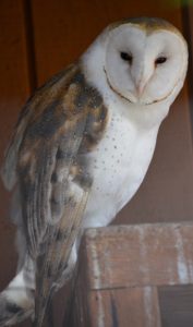 Lindbergh the Barn Owl