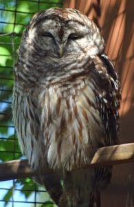 Gordon the Barred Owl