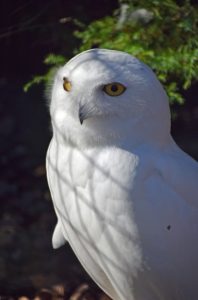 Yeti the Snowy Owl