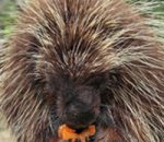 Don’t Be a Stickler, Join Us for World Porcupine Day!