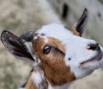 Pygmy Goat