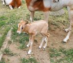 Welcomes a New Oryx, While Mourning The Loss of a Wallaby