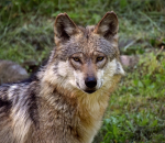 Wolf Awareness Week: Meet the Pack!