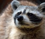 International Raccoon Awareness Day