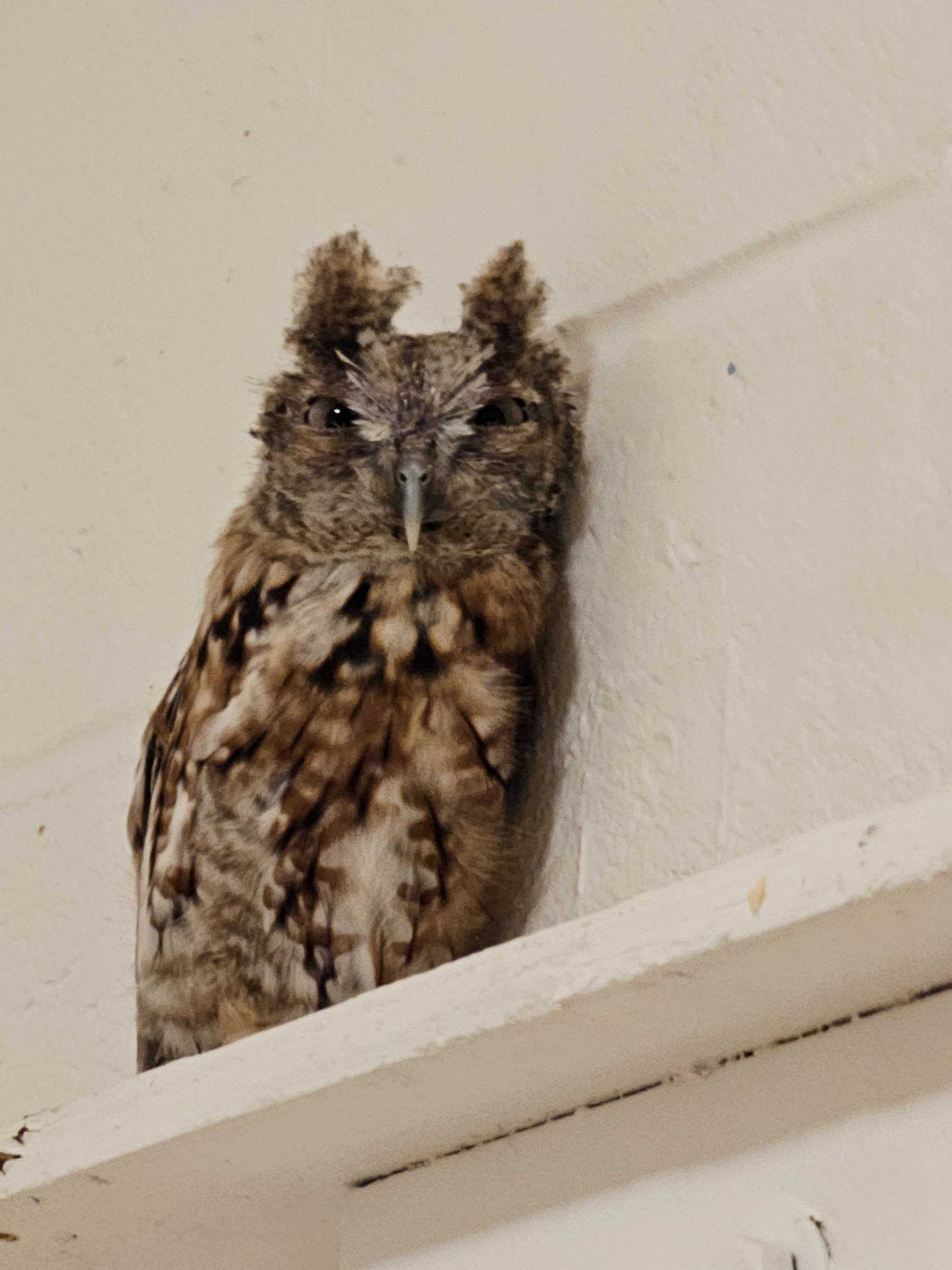 LV ZOO WELCOMES A LV ZOO WELCOMES A TAMMAR WALLABY AND AN EASTERN SCREECH  OWL - Lehigh Valley Zoo