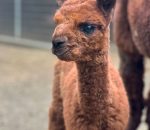 LV ZOO WELCOMES FIRST-EVER NEWBORN ALPACA