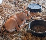 LV ZOO WELCOMES ANOTHER SCIMITAR-HORNED ORYX CALF TO THE HERD
