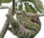 International Sloth Day