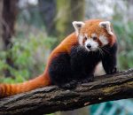 IT’S RED PANDAMONIUM AT THE LEHIGH VALLEY ZOO!