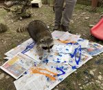 Ambassador Animal Paintings