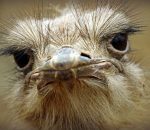 LV ZOO MOURNS THE LOSS OF EMMY, FEMALE OSTRICH