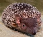 Lesser Madagascar Hedgehog Tenrec