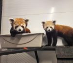 LEHIGH VALLEY ZOO WELCOMES A PAIR OF RED PANDAS