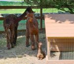 LV ZOO WELCOMES A NEWBORN ALPACA