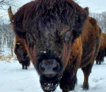 LV ZOO MOURNS THE LOSS OF BIG BOY, MALE BISON