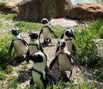 LEHIGH VALLEY ZOO ADJUSTS CARE FOR ITS BIRDS DURING HPAI OUTBREAK