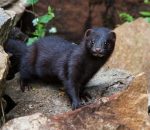 American Mink