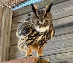Eurasian Eagle Owl