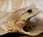 Solomon Island Leaf Frogs