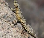 Girdle-Tailed Lizards