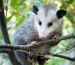 Virginia Opossums