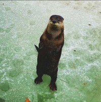 Naya the North American River Otter Naya the North American River Otter